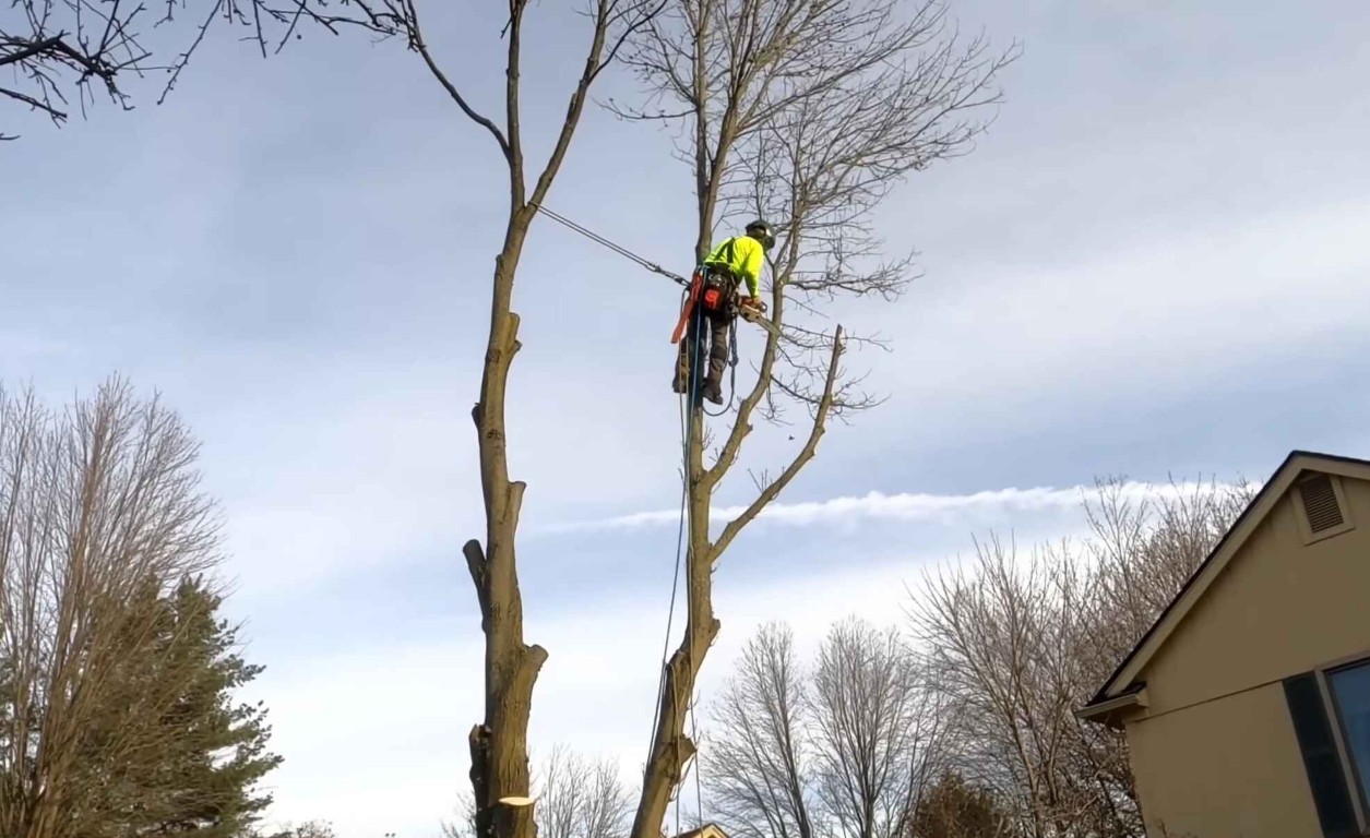 Tree Trimming & Pruning service in Blacksburg, VA
