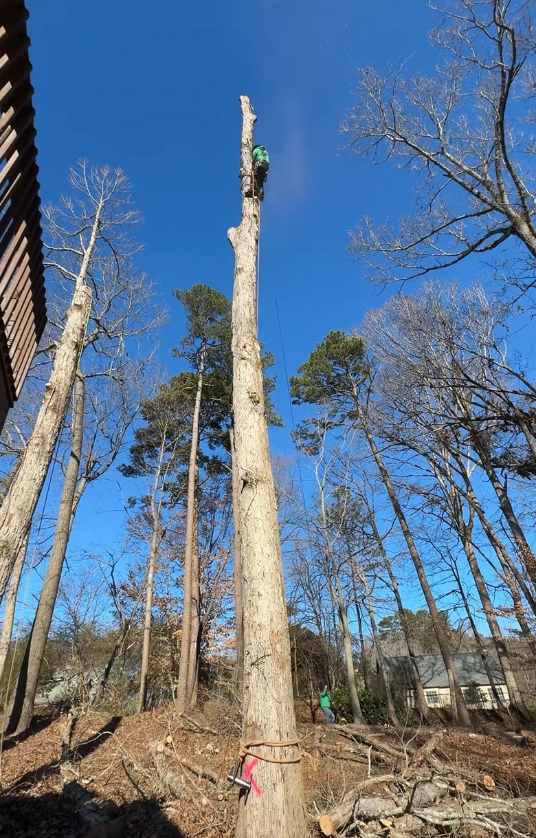 Tree Removal service in Blacksburg, VA